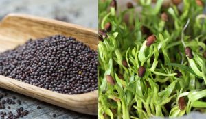 Hút chân không hạt giống tại Hà Nội