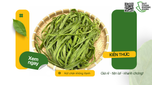 Hút chân không rau tiến vua sấy khô và gửi đi nước ngoài tại Cần Thơ