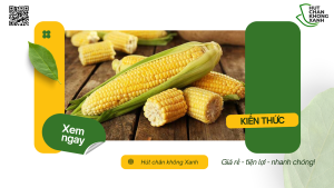 Dịch vụ hút chân không bắp ngô tại Hút Chân Không Xanh