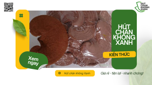 Dịch Vụ Hút Chân Không Nấm Linh Chi Tại Hút Chân Không Xanh