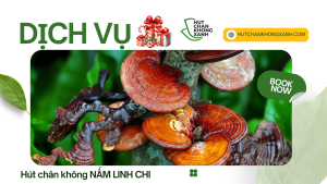 nấm linh chi nấm linh chi nấm linh chi